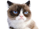 不機嫌そうな表情で人気の猫「グランピー・キャット」が死去、5/14に飼い主さんが公表