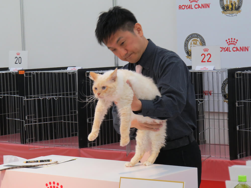 ジャパンキャットショーで審査中の猫