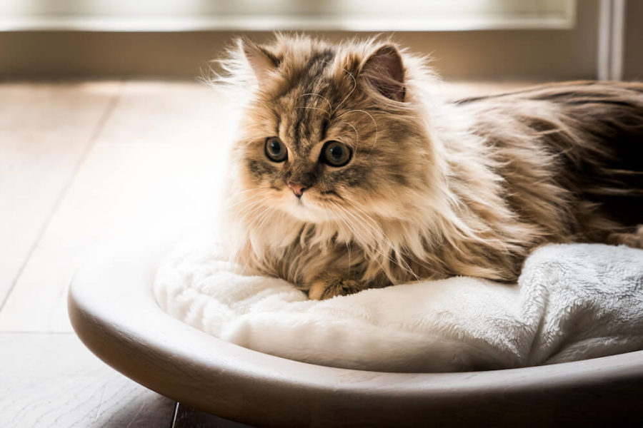 木の魅力を活かしたお洒落な猫ベッド、カリモク家具の猫用ブランド「KARIMOKU CAT」から発売 | Cat Press（キャットプレス）