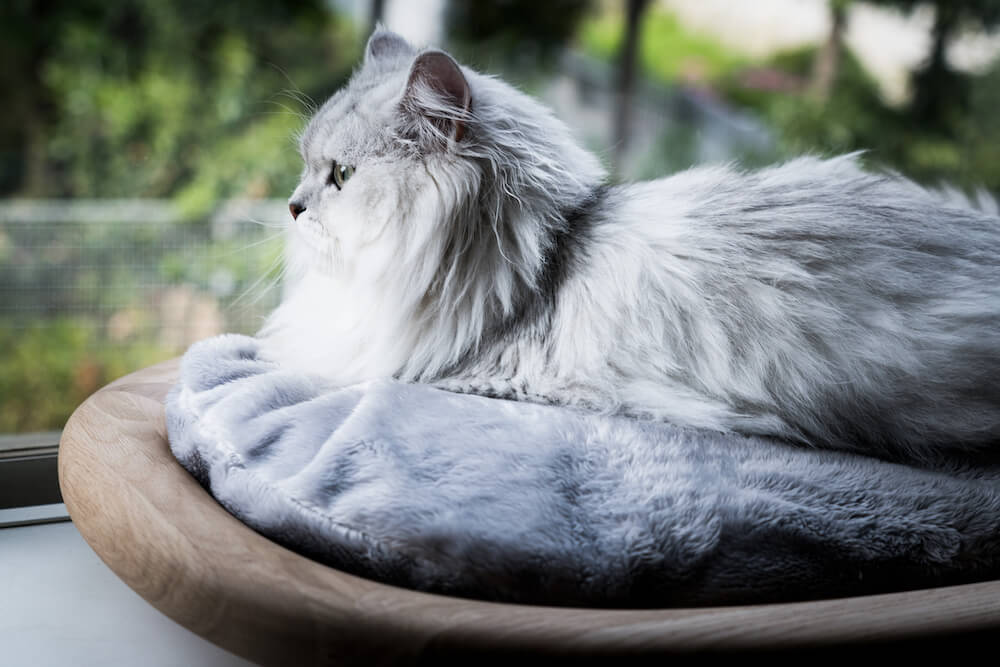 KARIMOKU CAT BED（ライトグレー＆ピュアオーク）の製品使用イメージ