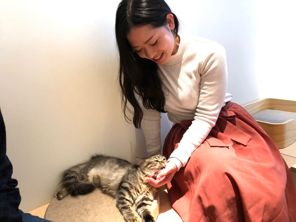 「Moff animal cafe」で猫と触れ合っている女性客