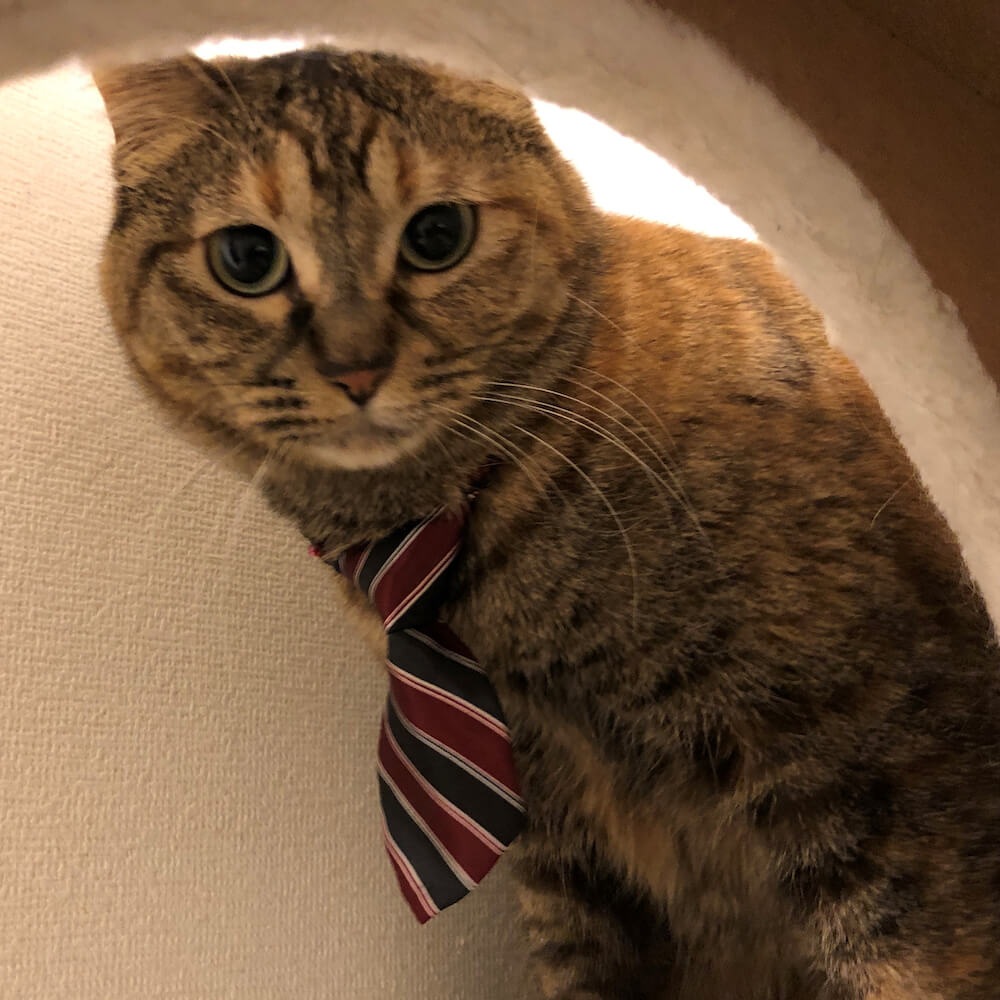 #036PETS（オーサムペッツ）のネクタイを身に着ける猫