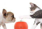 愛猫・愛犬が遊びたくなる機能が充実ニャ！球体型ロボット「easyPlay(イージープレイ)」