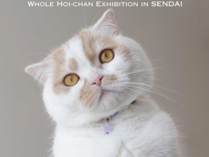 人気猫・ホイップの単独展「まるごとホイちゃん展」が仙台で初開催！6/29から