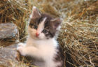 岩合さんが世界各地で出会った子猫たちの写真展「こねこ」のメインビジュアル