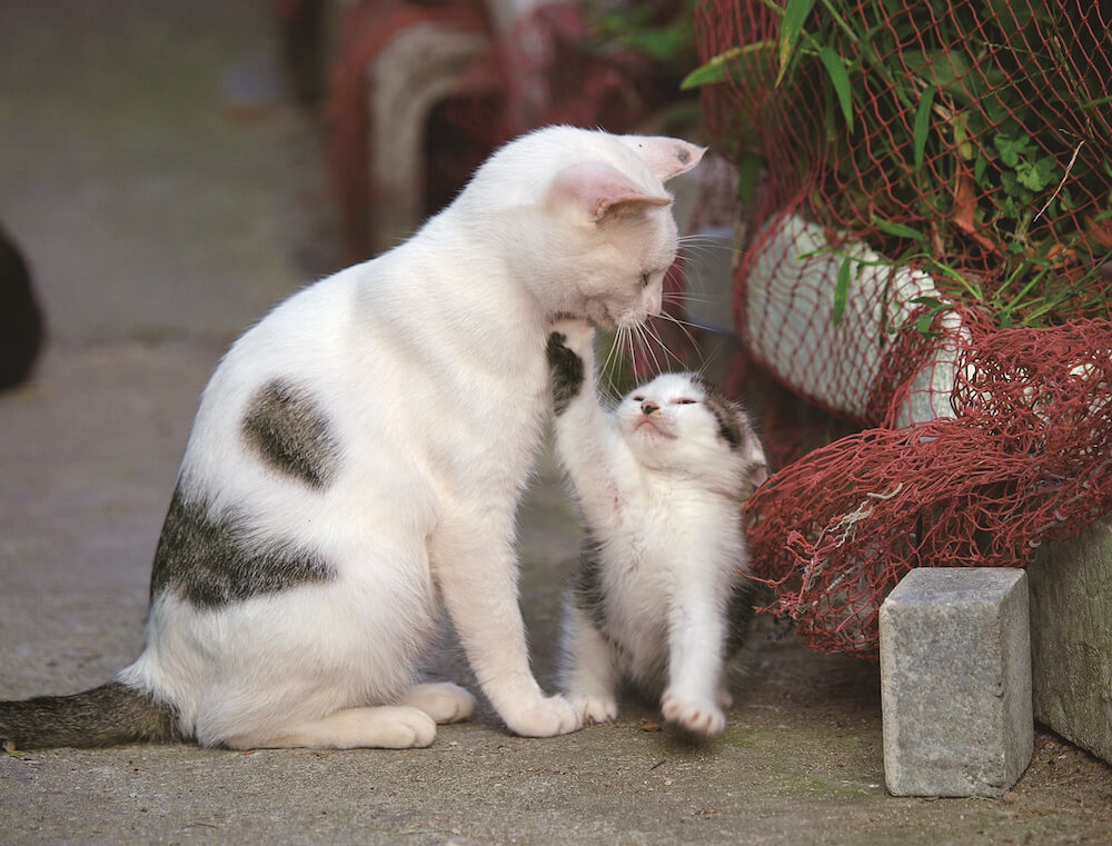 宮城県の田代島で撮影された親子猫の写真 by 岩合光昭