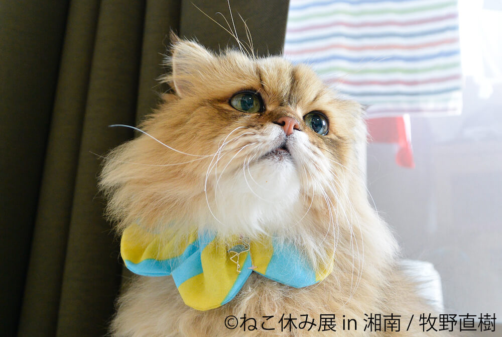 涼し気なザビエル首輪をした猫の写真