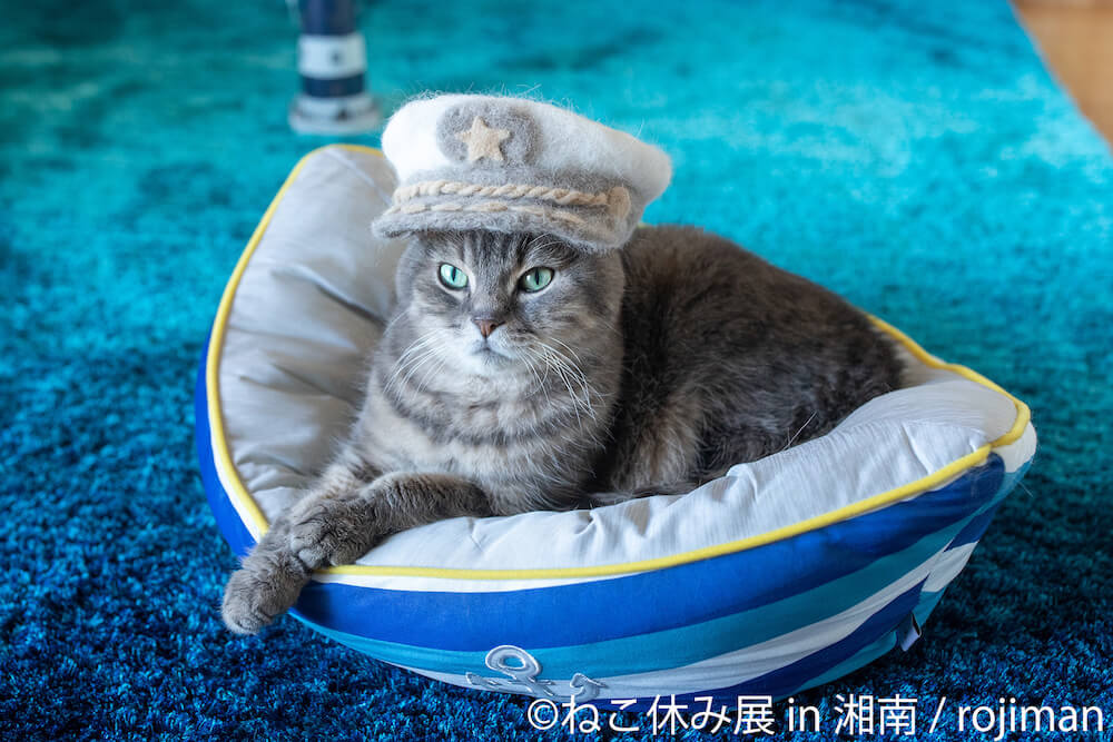 船長気取りのような猫の写真