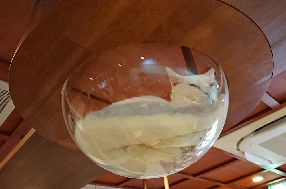 猫カフェ「ねこ浴場」の天井に備え付けられた透明なクリアボウルに入る猫