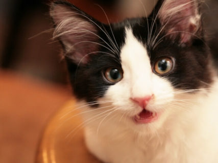 千葉のネコ好きさんは要チェック！服部幸獣医師の講座＆愛猫の似顔絵教室が市川で開催