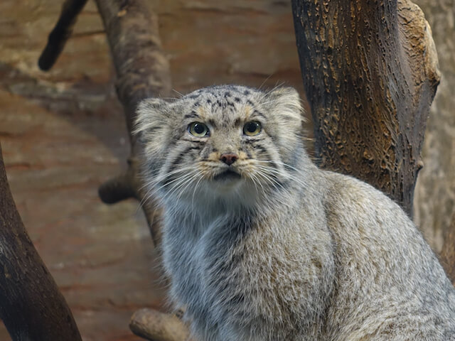 こたつマヌルネコ