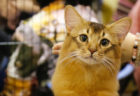 約100頭のニャンコが参加するCFAのキャットショーが浅草で開催！猫用品の販売もあるニャ