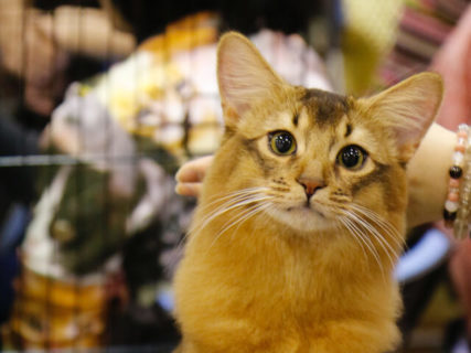 約100頭のニャンコが参加するCFAのキャットショーが浅草で開催！猫用品の販売もあるニャ