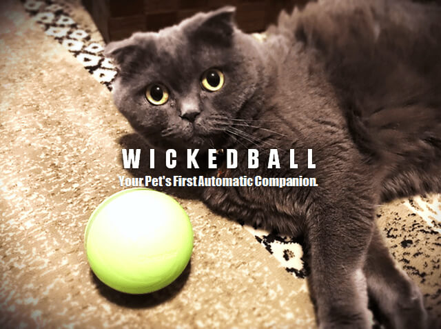 自動で動いて猫の遊び相手になってくれる！ペット用の玩具Wicked Ball(ウィキッドボール)