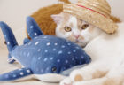 人気猫・ホイップの単独展「まるごとホイちゃん展」の夏祭りバージョンが7月26日から開催ニャ