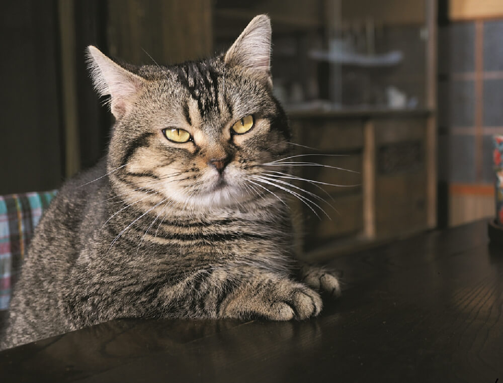 岩合光昭写真展「ねことじいちゃん」で展示されるキジトラ猫の写真