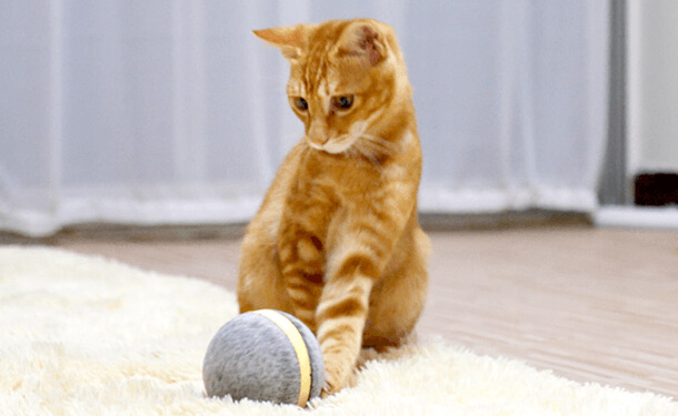 ペット用の玩具　Wicked Ball(ウィキッドボール)で遊ぶ猫の写真