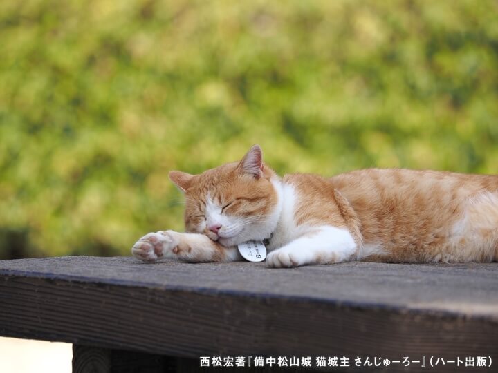 ベンチで眠る備中松山城の猫城主「さんじゅーろー」