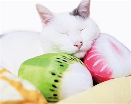 フルーツぬいぐるみにアゴを乗せて眠る猫