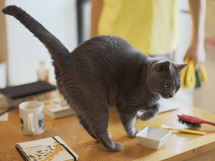 作家と猫の暮らしに密着する人気番組「ネコメンタリー」8月の新作は竹内薫＆ますむらひろし