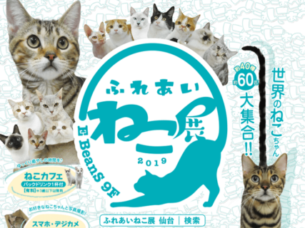世界中の珍しい猫（約40種類/60匹）が大集合！「ふれあい ねこ展」仙台で9/7から開催