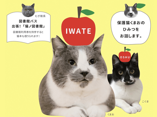人気猫 くまお のヒミツを語るトークイベントもあるニャ 奥州市で 県南ねこ会議 が開催 Cat Press キャットプレス