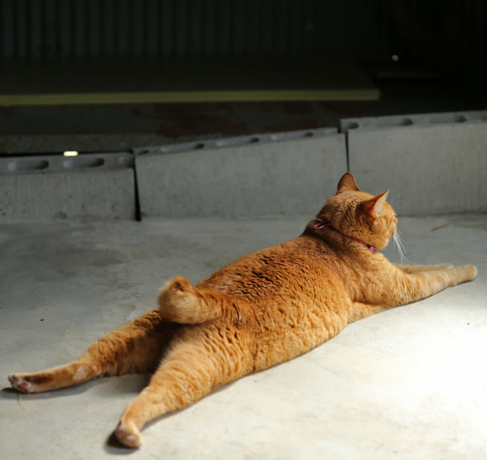 「曲がり尻尾」「かぎしっぽ」「まがりしっぽ」「長崎猫」のイメージ写真