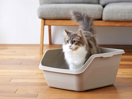 オシッコやスプレーをガードしてくれる猫用トイレ「HY cat（ハイキャット）」を使用する猫