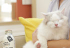 猫の癒やし方って知ってる？獣医師が伝授する8つのポイントをまとめた動画をUCCが公開