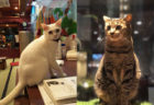 宮古島からやってくる子猫と出会いのチャンス！銭湯風の猫カフェ「ねこ浴場」で譲渡会が開催