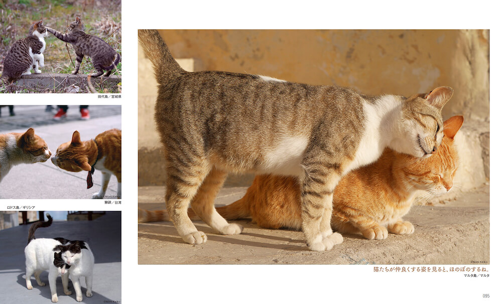 体を擦り付け合うマルタの猫 by 新美敬子「わたしが撮りたい“猫となり"」