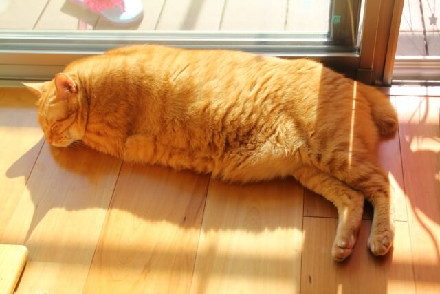 横たわって眠る時間が長くなった高齢猫（シニア猫）のイメージ写真