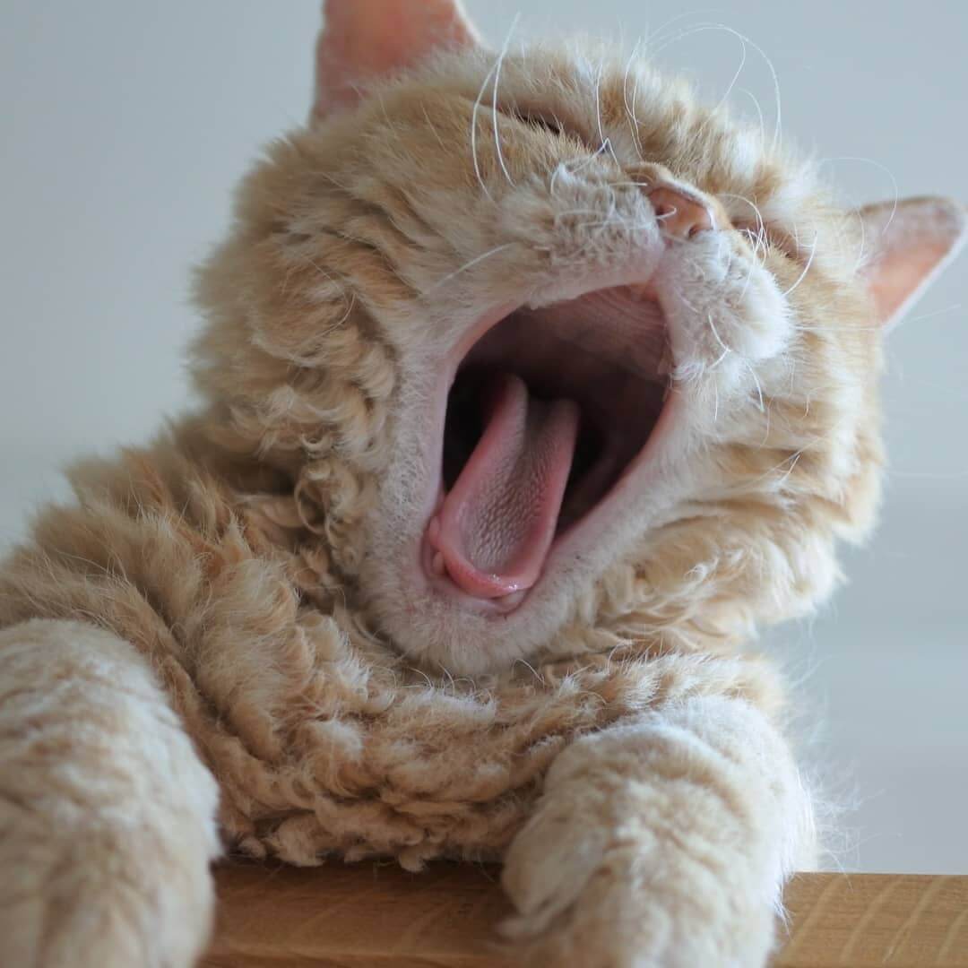 大きなあくびをする猫 by にゃんぱく（～ねこの万博～）