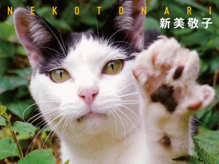 世界42都市で出会った猫を収録、写真家・新美敬子さんの新刊「わたしが撮りたい“猫となり