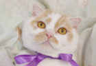 人気猫・ホイップの単独展「まるごとホイちゃん展」が静岡で初開催！9/7から