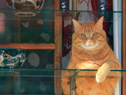 猫の写真を思う存分愛でるのニャ…話題の「ねこがかわいいだけ展」が横浜と静岡で追加開催