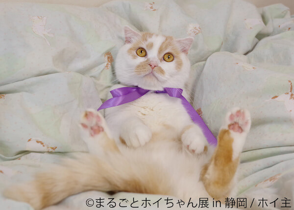 仰向けに寝転がるちくわ柄の人気猫「ホイップ（ホイちゃん）」の写真