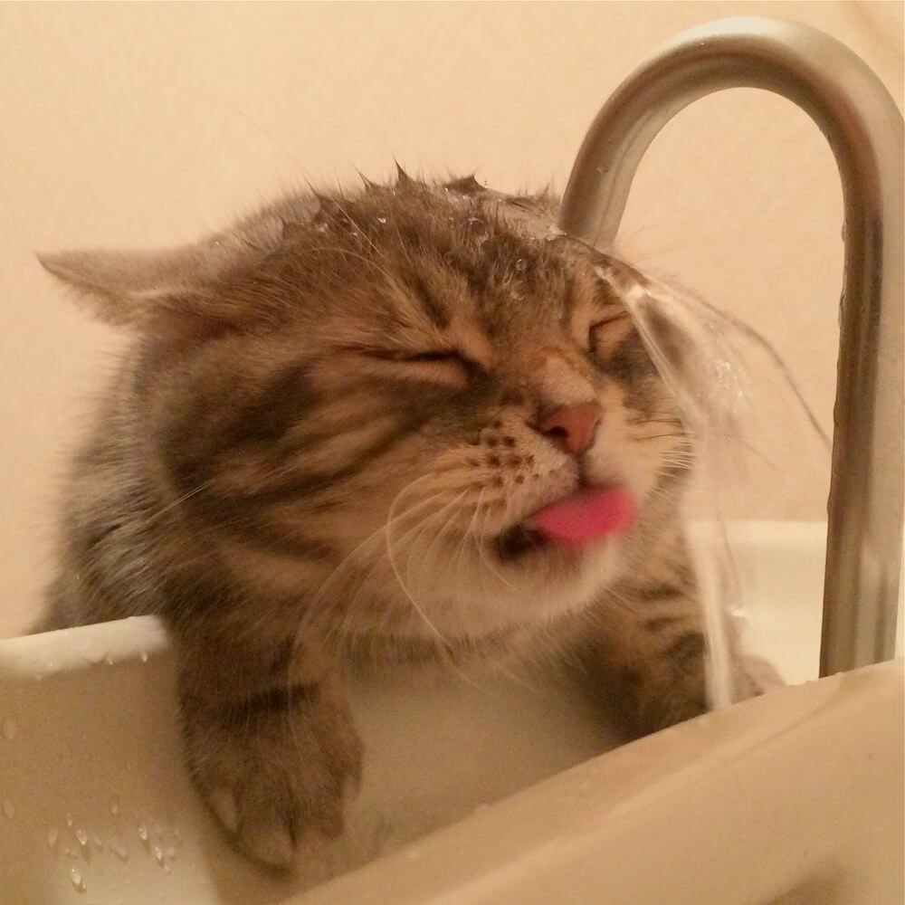 水がうまく飲めないかけ流し猫「なごむ」くん