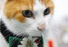 記念すべき10回目！日本全国から猫好き＆猫アイテムが集まる「ニャンフェス」10/12に開催