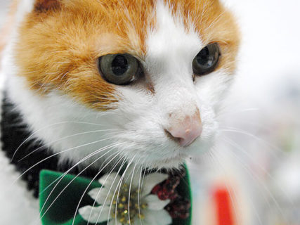 記念すべき10回目！日本全国から猫好き＆猫アイテムが集まる「ニャンフェス」10/12に開催