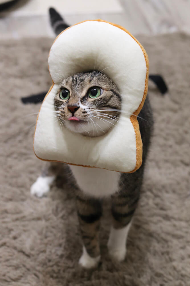 食パンのかぶりものをする猫 by ねこにすと展12