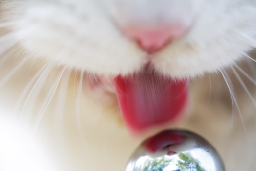 舌を出す野良猫の写真 by 星野俊光の個展「猫皆幻化」