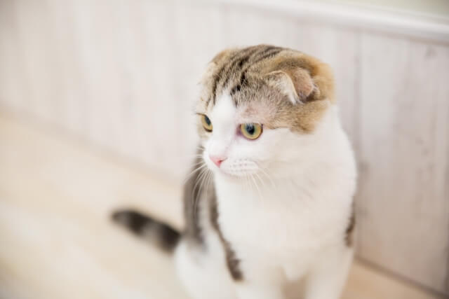 垂れ耳・折れ耳が特徴的な人気猫のスコティッシュフォールド