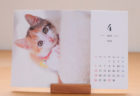 元気な猫たちの姿に癒やされる♪ 保護猫カフェを支援するチャリティーカレンダーが発売 | Cat Press