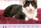 猫の名言も楽しめるニャ♪ 幸せをつかんだ猫たちのチャリティーカレンダーが発売中