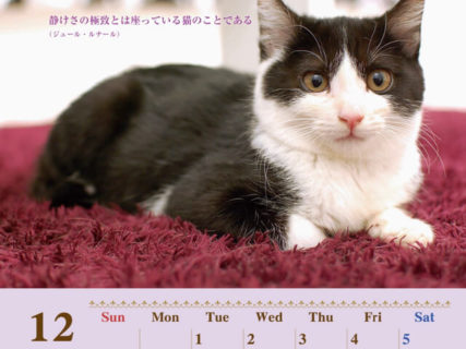 猫の名言も楽しめるニャ♪ 幸せをつかんだ猫たちのチャリティーカレンダーが発売中