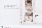 志茂田景樹さんの猫カレンダーが今年も発売！子猫の写真と温かい言葉で癒やされるニャ