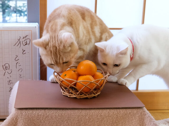 猫はこたつで丸くなる をお家で再現できるニャ 猫用のコタツが付いてくる和歌山みかんが今年も発売 Cat Press キャットプレス