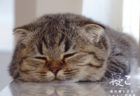 眠る猫を眺めるのは至福の時…1万枚の中から厳選したネコの寝姿を収録した写真集「寝こ」