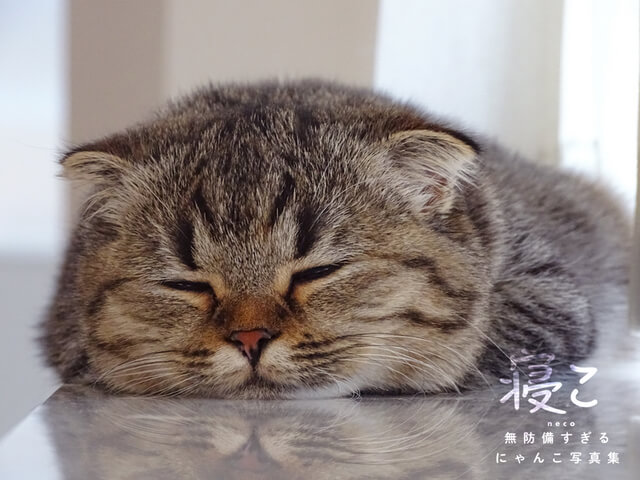 眠る猫を眺めるのは至福の時 1万枚の中から厳選したネコの寝姿を収録した写真集 寝こ Cat Press
